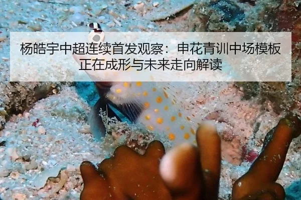 杨皓宇中超连续首发观察：申花青训中场模板正在成形与未来走向解读
